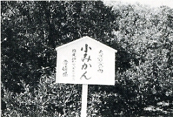 写真3-1-4　愛媛県指定天然記念物（上浦町の小ミカン）