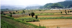 大洲市五郎の野菜畑と境木