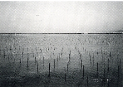 写真4-2-18　大新田のノリ養殖漁場と豊貝突堤（１．２．３号）